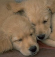 smgoldenpuppies